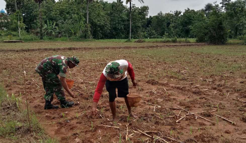 Babinsa Koramil Kalianget Bantu Petani Lakukan Pemupukan Jagung di Palasa
