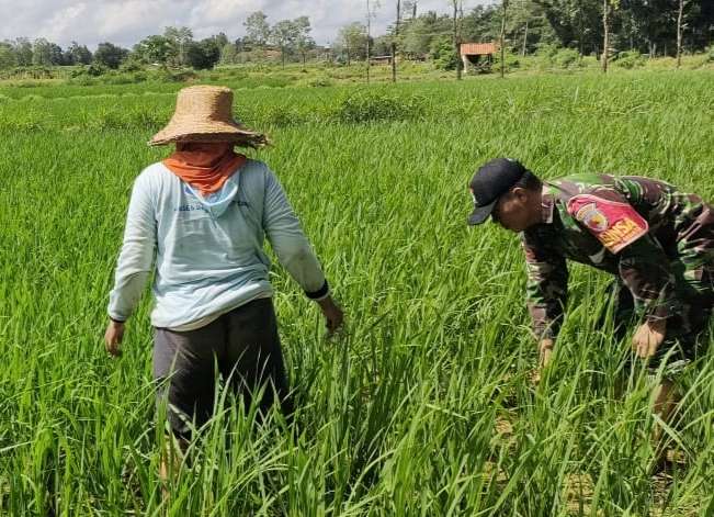 Kendalikan Gulma Tanaman Padi, Babinsa Ambunten Timur Bantu Petani Lakukan Penyiangan. Rabu (01/05/2024)