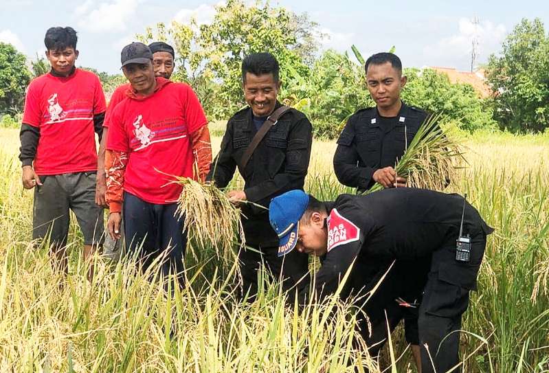 Panen Raya Padi Perdana Di Musim Hujan Oleh WBP Rutan Sumenep Didampingi Kasubsi Pelayanan Tahanan Rutan Teguh