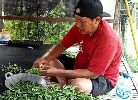 Salah Satu Warga Binaan Pemasyarakatan (WBP) Rumah Tahanan Kelas IIB Sumenep Saat Memproduksi Teh dan Kapsul Daun Ginseng Jawa, Senin (06/05/2024)