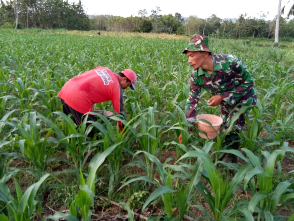 Sukseskan Ketahanan Pangan, Babinsa Ketawang Karay Bantu Petani Pupuk Tanaman Jagung
