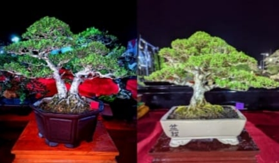 KSOP Kalianget Ikut Meriahkan Kontes Bonsai Polres Sumenep, Jum'at (21/06/2024)