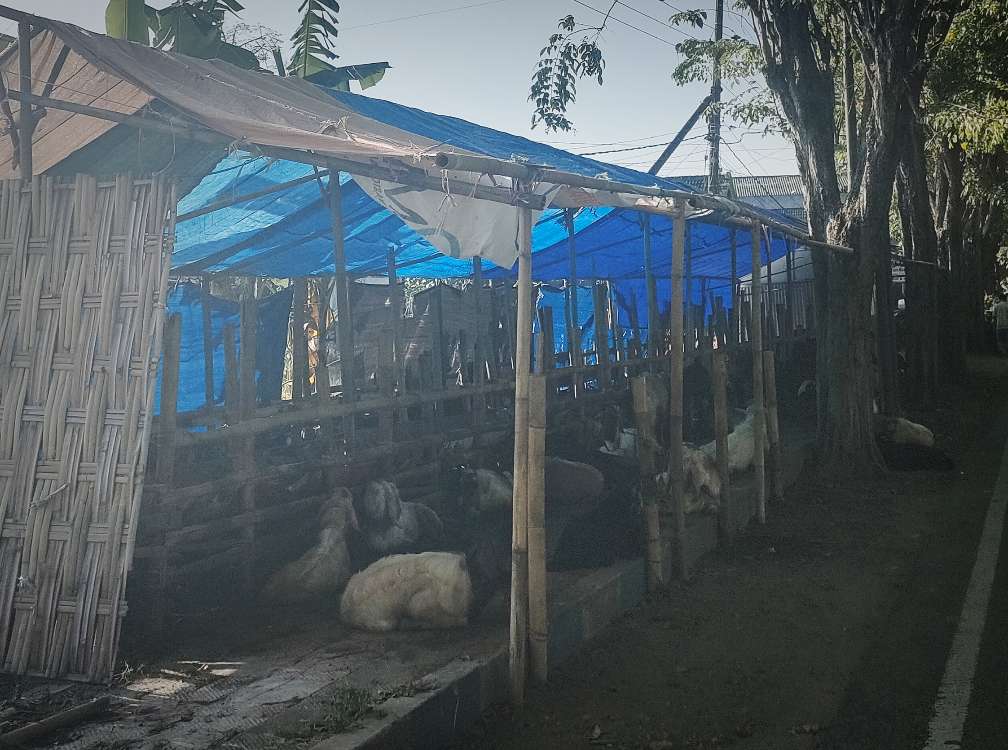 Salah Satu Tempat Penjualan Hewan Ternak Qurban di Kabupaten Sumenep