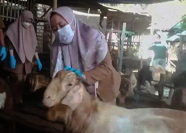 Tim Kesehatan Hewan DKPP Sumenep Saat Memeriksa Kesehatan Hewan di Lapak Penjualan Hewan Qurban