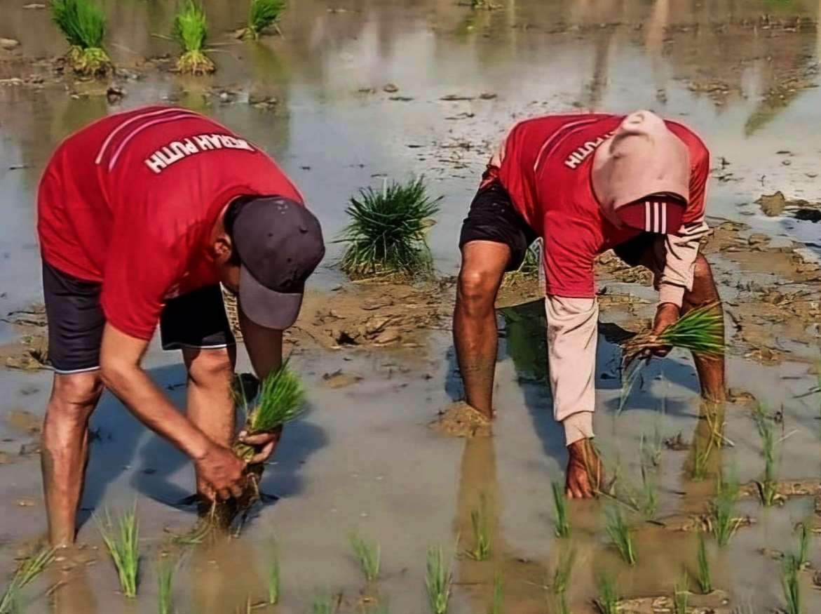 Warga Binaan Pemasyarakatan (WBP) Rutan Sumenep Saat Menanam Padi, Minggu (16/06/2024)