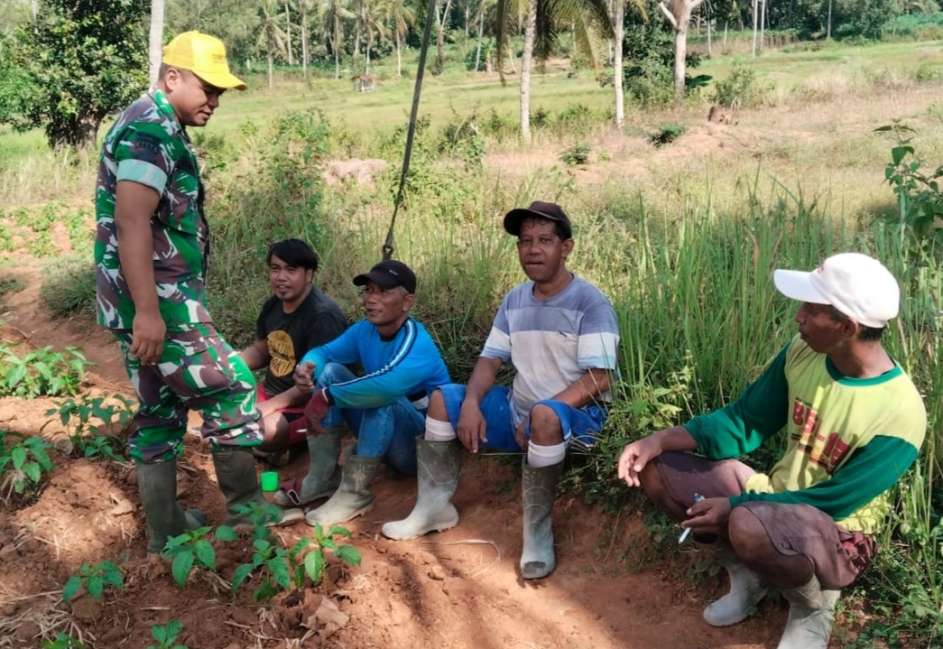 Melalui Komsos, Babinsa Rubaru Berikan Motivasi Kepada Petani Cabe