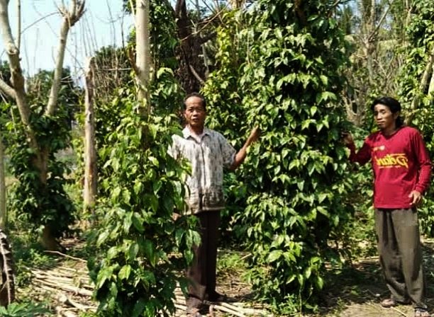 Petani Cabai Jamu di Pakandangan Sangra Kecamatan Bluto