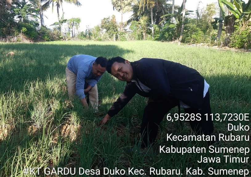 Program UPLAND DKPP Sumenep Terus Kembangkan Potensi Bawang Merah