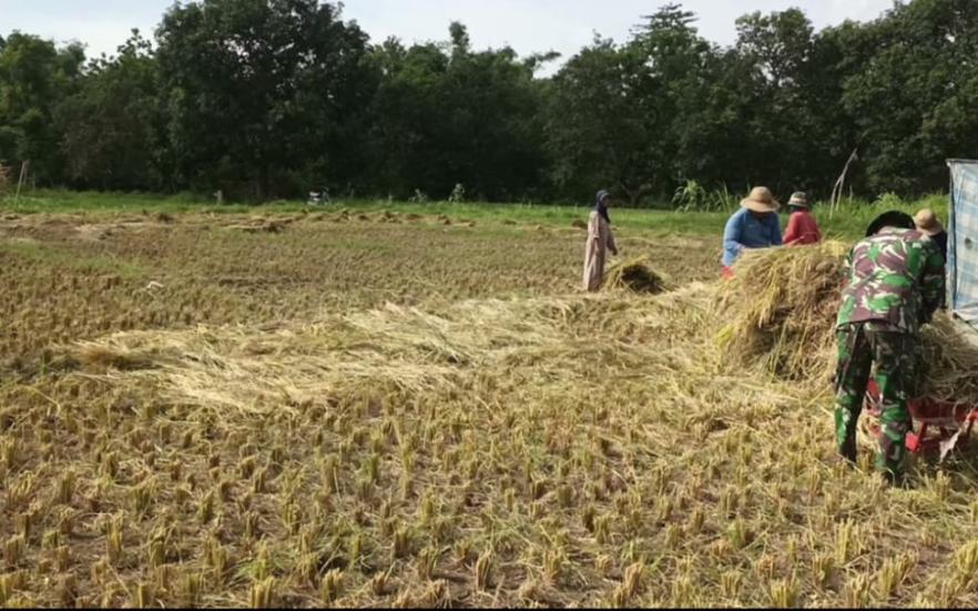 Penuh Semangat, Babinsa Juluk Bantu Petani Panen Padi, Senin (08/07/2024)