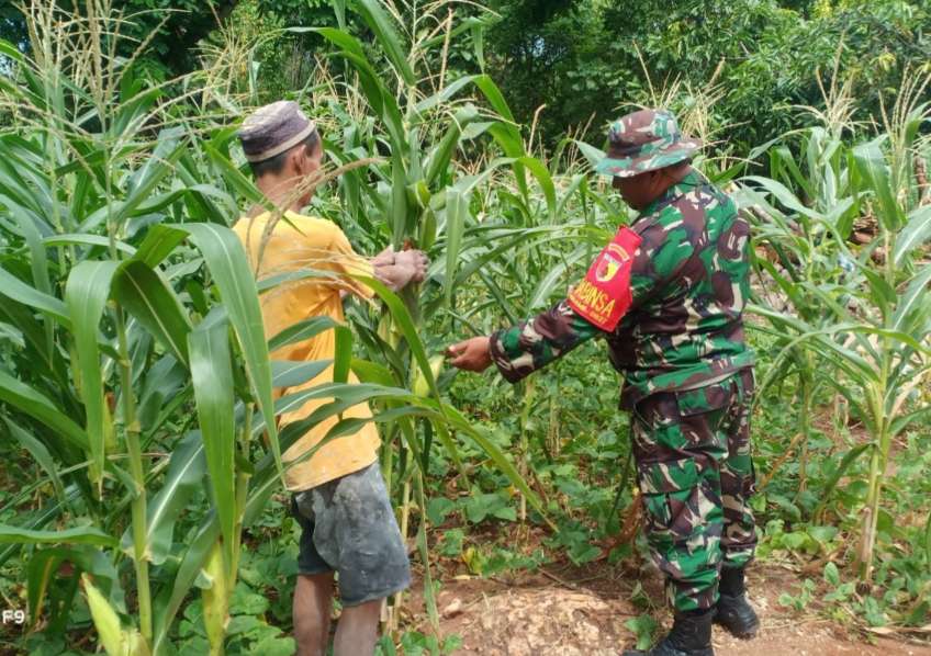 Cegah Hama Tanaman, Babinsa Koramil 02/Kalianget Cek Perkembangan Tanaman Jagung