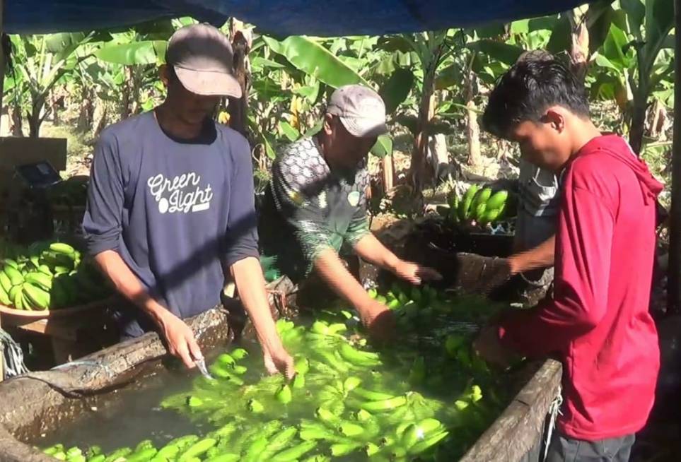 Cerita Petani Pisang Cavendish di Sumenep, Sukses Raup Cuan Belasan Juta Per Minggu