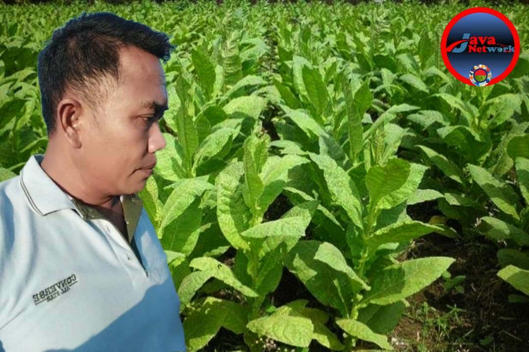 Ketua LSM FPMJT sekaligus Salah Satu Petani Tembakau di Desa Talang Kecamatan Saronggi Sumenep 
