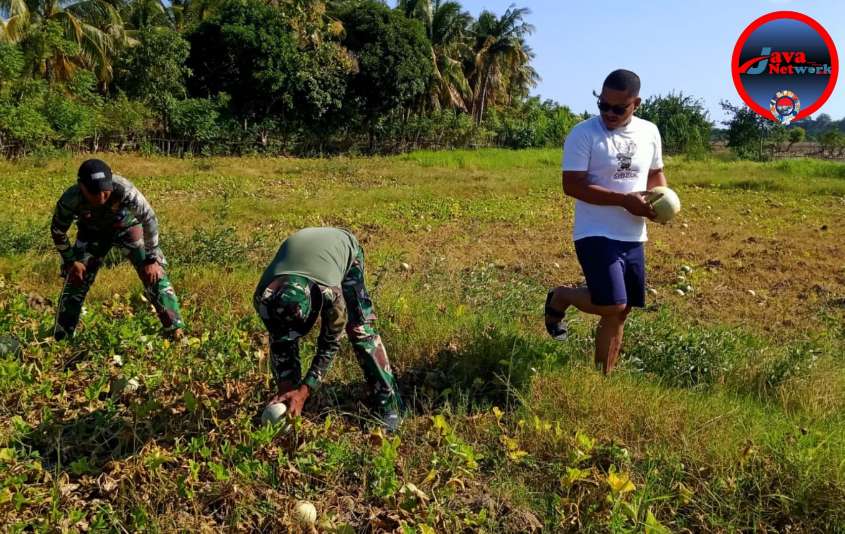 Kedekatan Angota Satgas TMMD ke 121, Bantu Warga Panen Melon
