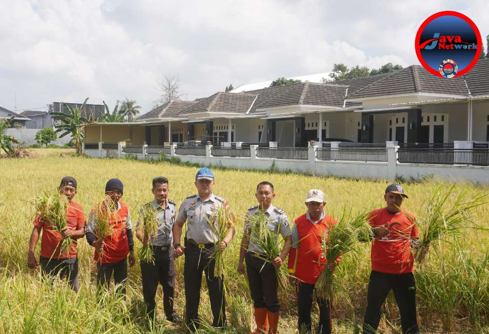 Warga Binaan Pemasyarakatan (WBP) Rutan Sumenep Giat Melaksanakan Panen Padi Musim Kemarau, Jum'at (13/09/2024)