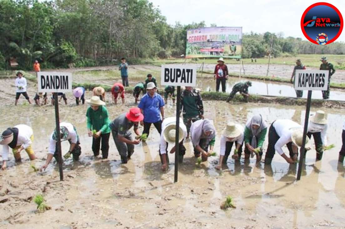 Perluasan Areal Tanam, Dandim Sumenep Bersama Forkopimda Lakukan Gerakan Tanam Padi. Ahad (22/09/2024)