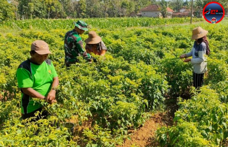 Babinsa Ambunten Barat Bantu petani Panen Tanaman Cabe