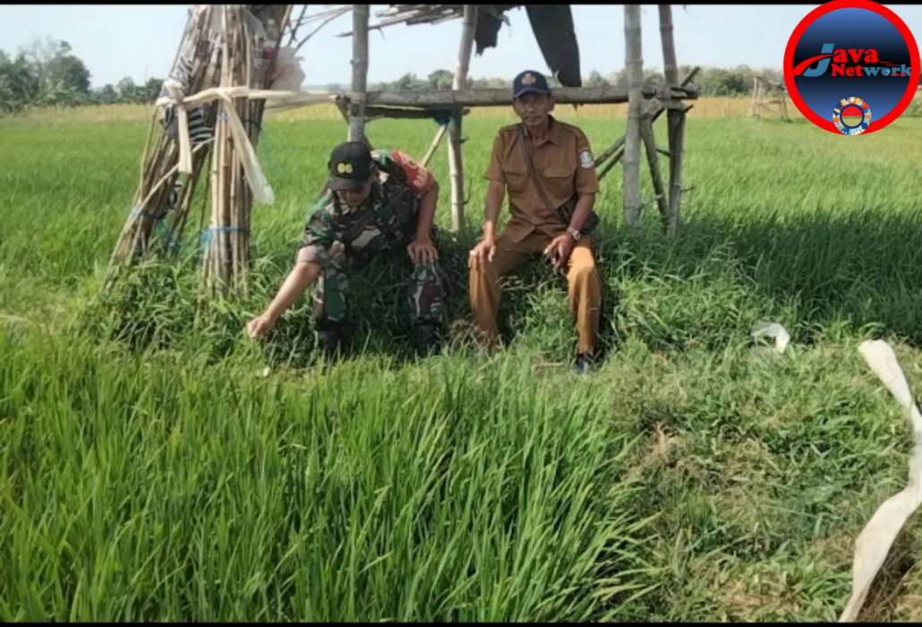 Berharap Sukses Ketahanan Pangan, Babinsa Saronggi Komsos Bersama Petugas Pertanian