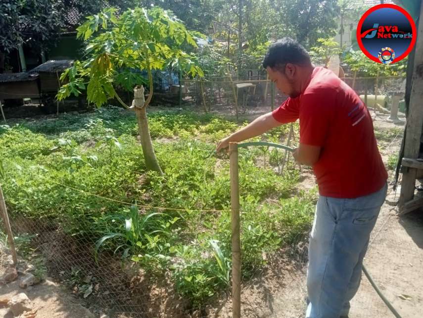 Salah satu Warga Binaan Pemasyarakatan (WBP) Rutan Kelas IIB Sumenep Mengikuti Pembinaan Kemandirian Tanaman Kacang Tanah