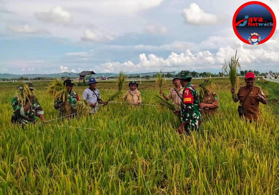 Babinsa Saronggi Bantu Ubinan Padi Bersama Poktan KWT Sari Bunga di Desa Binaan