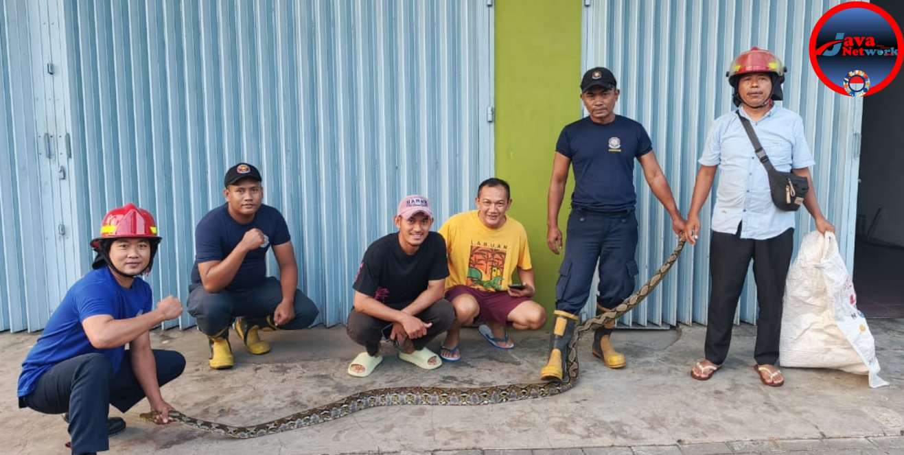 Drama Evakuasi Ular Piton 4 Meter di Sumenep Warga Panik, Damkar Bertarung dengan Waktu, Kamis (27/02/2025)