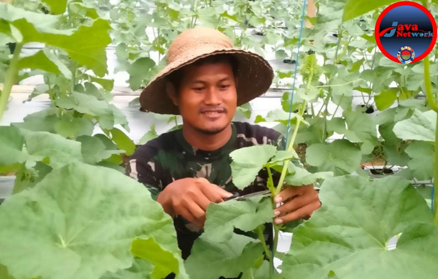 Dari Lahan Sempit ke Panen Melimpah: Herman, Petani Sumenep yang Sukses Bertani Melon Tanpa Bantuan Pemerintah