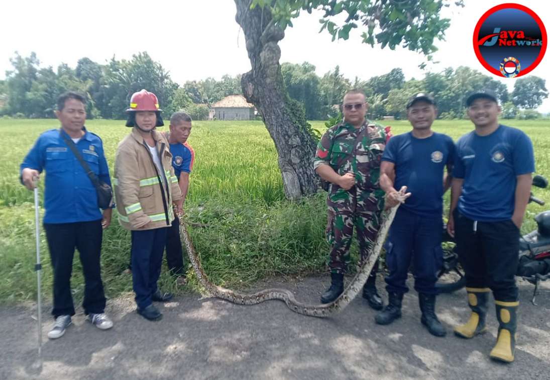 Aksi Cepat Tim Damkar Satpol PP Sumenep Atasi Ular Liar di Paberasan