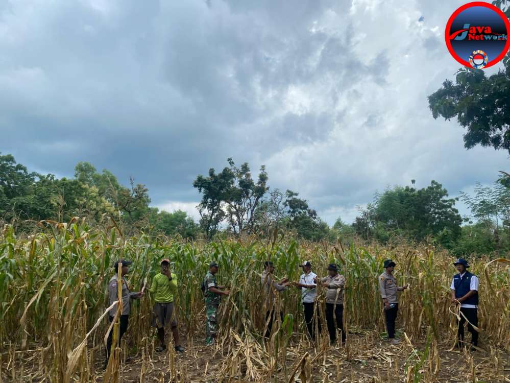 Sinergi Polsek Sapudi dan Koramil Sapudi: Mewujudkan Ketahanan Pangan Melalui Pemantauan Tanaman Jagung di Desa Prambanan, Sabtu (22/03/2025)