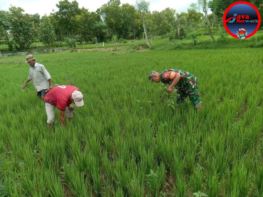 Babinsa Koramil 0827/15 Batu Putih Dampingi Petani Tingkatkan Produksi Padi