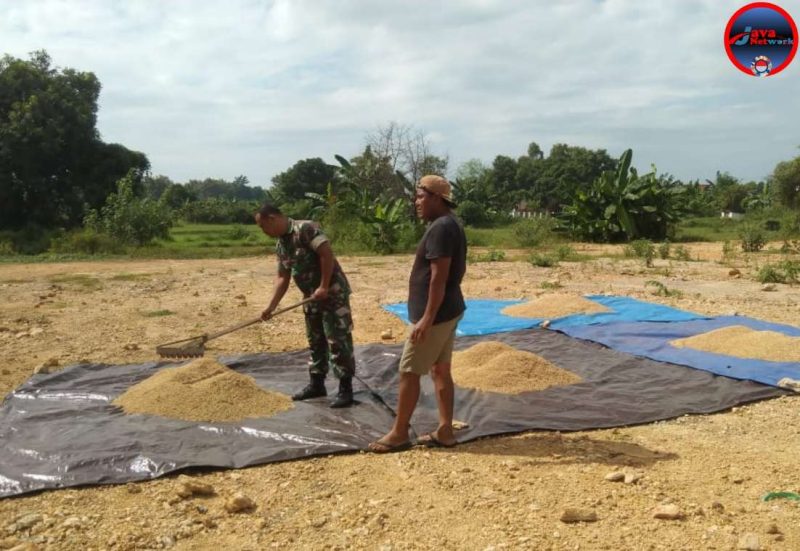 Babinsa Koramil 0827/01 Bantu Petani Jemur Padi di Kebun Agung Sumenep