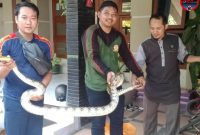 Ular Sanca Gegerkan Warga Jalan Jatimas, Tim Damkar Sumenep Bergerak Cepat