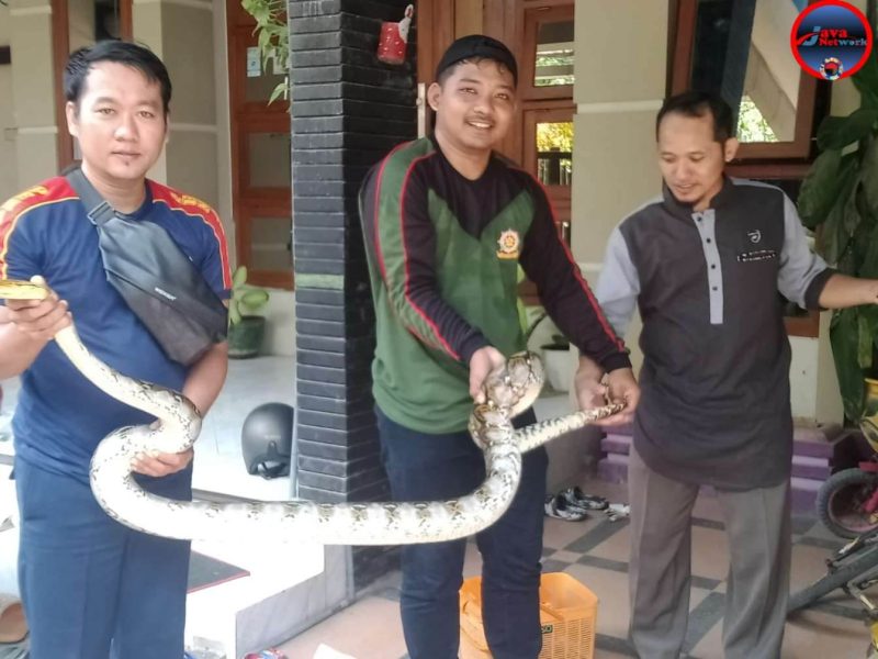 Ular Sanca Gegerkan Warga Jalan Jatimas, Tim Damkar Sumenep Bergerak Cepat