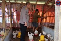 Kapolres Sumenep AKBP Rivanda Saat Meninjau Peternakan Ayam Didesa Pabian Kecamatan Kota Sumenep 