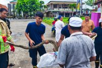 Tim Damkar Satpol PP Sumenep Saat Menjinakkan Ular di.Pasar Giling, Jum'at (18/04/2025)