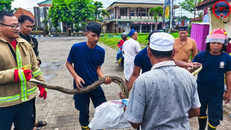 Tim Damkar Satpol PP Sumenep Saat Menjinakkan Ular di.Pasar Giling, Jum'at (18/04/2025)
