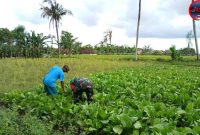Babinsa Koramil Batuputih Dampingi Petani Sawi, Wujud Nyata Dukungan TNI Terhadap Ketahanan Pangan