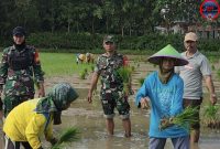 Danramil Kangean Kapten Inf Acep Kusnadi Saat Turun Ke Sawah Untuk Menanam Padi Bersama Warga, Minggu (20/04/2025)
