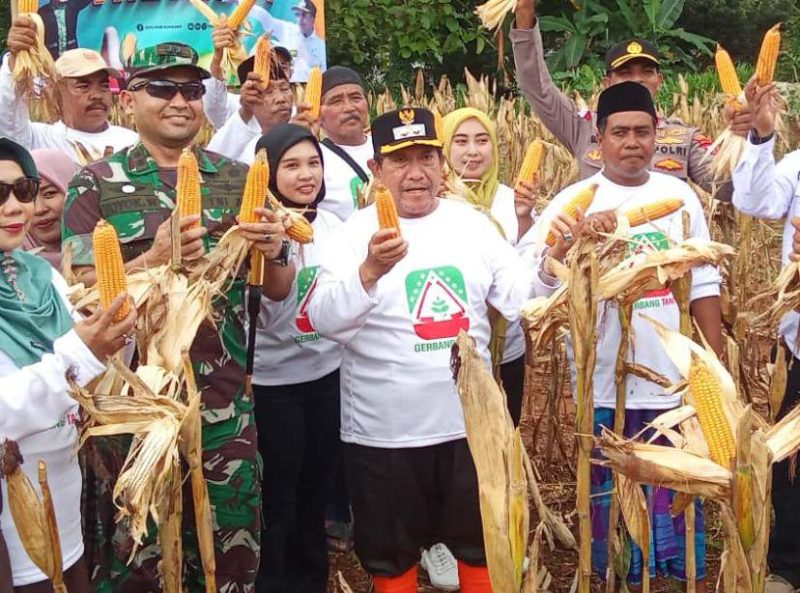 Sukses Panen Jagung Hibrida, Wabup Sumenep: Ini Bukti Kekuatan Pertanian Manding
