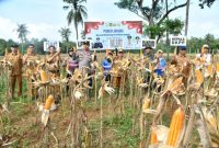 KH. Imam Hasyim Bersama Forkopimda Sumenep Panen Raya Jagung, Dorong Ketahanan Pangan di Desa Ellak Daya Kecamatan Lenteng, Selasa (27/05/2025) 