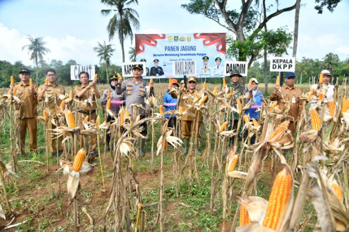 KH. Imam Hasyim Bersama Forkopimda Sumenep Panen Raya Jagung, Dorong Ketahanan Pangan di Desa Ellak Daya Kecamatan Lenteng, Selasa (27/05/2025) 