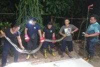 Dini Hari Mencekam Ketika Ular Besar Nyelonong ke Rumah Warga, Damkar Sumenep Datang Menyelematkan