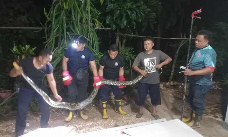 Dini Hari Mencekam Ketika Ular Besar Nyelonong ke Rumah Warga, Damkar Sumenep Datang Menyelematkan