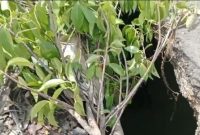 Lubang Besar di Jembatan Kalowang Gayam Ganggu Lalu Lintas dan Ancam Nyawa Pengendara
