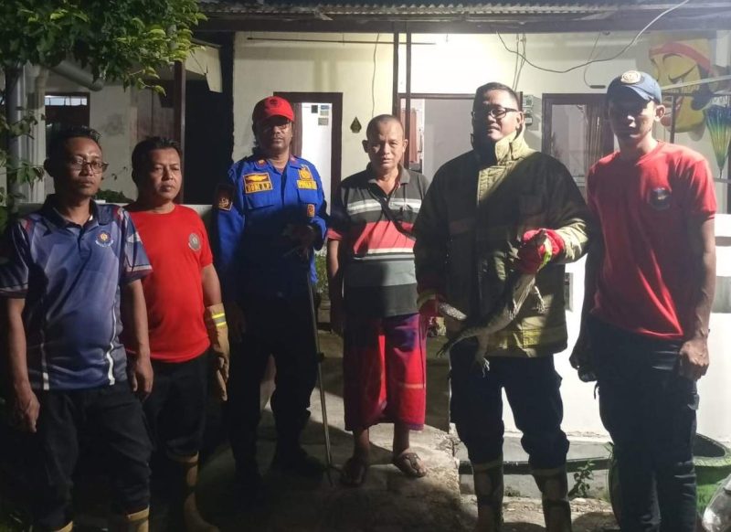 Tim Damkar Sumenep Usai Evakuasi Biawak Nyelonong Masuk Rumah Warga 