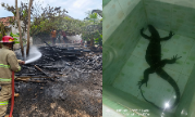 Saronggi Membara, Kota Gempar: Kayu Jati Terbakar dan Biawak Raksasa Masuk Rumah!