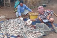 Ketika Rezeki Berbalik Nestapa: Cerita Pilu Nelayan Masalembu
