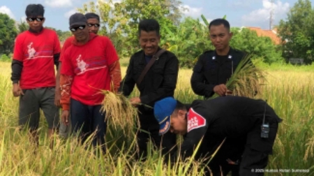 Warga Binaan Pemasyarakatan (SBP) Rutan Kelas II Sumenep Saat Panen Padi 