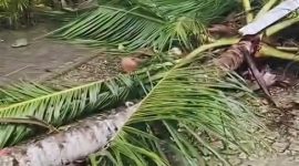 Pohon Kelapa Roboh Yang Menewaskan Ibu Rumah Tangga di Desa Keles Kecamatan Ambunten, Sabtu (07/03/2026)