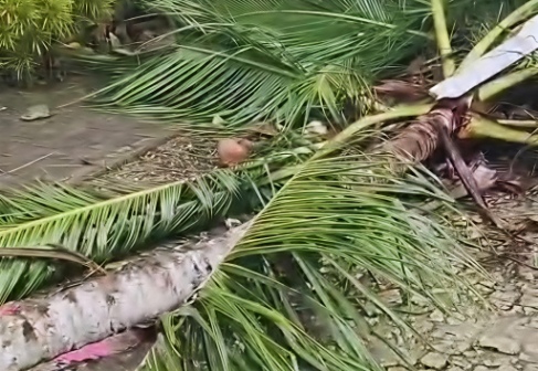 Pohon Kelapa Roboh Yang Menewaskan Ibu Rumah Tangga di Desa Keles Kecamatan Ambunten, Sabtu (07/03/2026)
