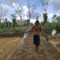 APTI Sumenep Gandeng PT Djarum, Bagikan Bibit Tembakau Unggul Gratis ke Petani