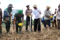 Kapolres Sumenep Turun ke Sawah, Pimpin Percepatan Tanam Hadapi Ancaman El Nino